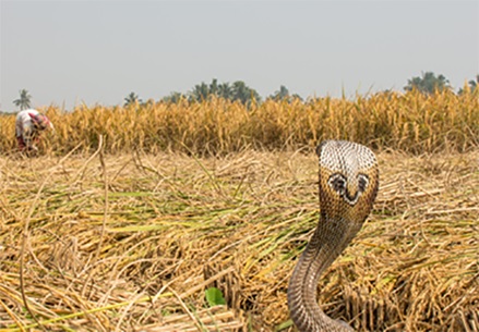 Low-lying agricultural areas of rural India witnessed most cases of deaths due to snakebite envenoming in the last 2 decades